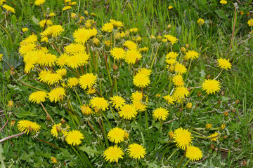 Gemeiner Löwenzahn,  Gemeine  Kuhblume,  Taraxacum officinale