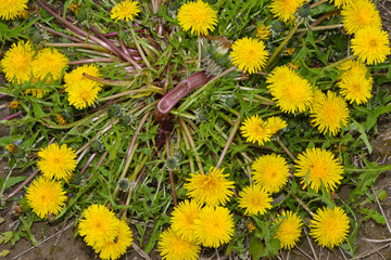 Gemeiner Löwenzahn,  Gemeine  Kuhblume,  Taraxacum officinale