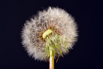 Gemeiner Löwenzahn,  Gemeine  Kuhblume,  Taraxacum officinale