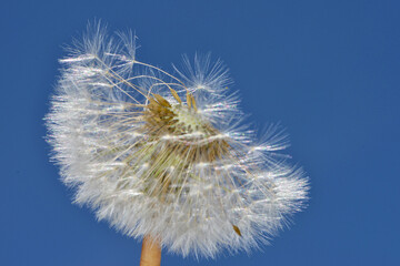 Gemeiner Löwenzahn,  Gemeine  Kuhblume,  Taraxacum officinale