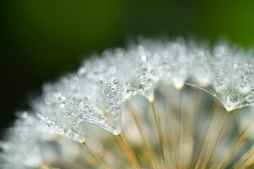 Gemeiner Löwenzahn,  Gemeine  Kuhblume,  Taraxacum officinale