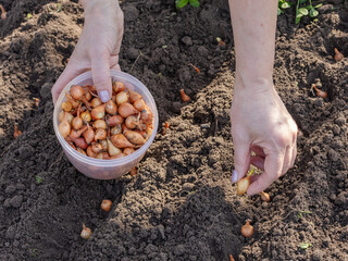 Close-up hands of a female gardener planting onion in the garden.