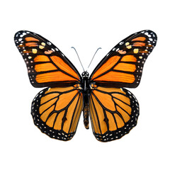 Fototapeta premium Monarch Butterfly Close Up, butterfly isolated on white background, PNG File