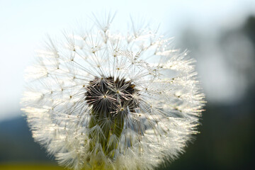 Gemeiner Löwenzahn,  Gemeine  Kuhblume,  Taraxacum officinale