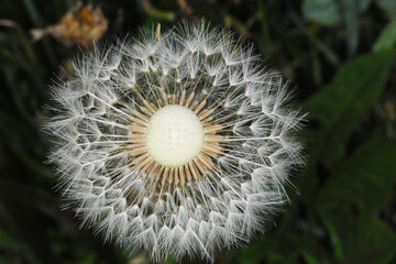 Gemeiner Löwenzahn,  Gemeine  Kuhblume,  Taraxacum officinale