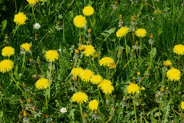 Gemeiner Löwenzahn,  Gemeine  Kuhblume,  Taraxacum officinale