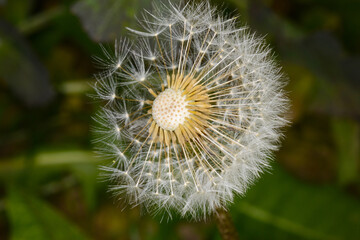 Gemeiner Löwenzahn,  Gemeine  Kuhblume,  Taraxacum officinale