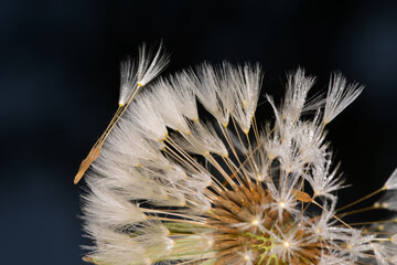 Gemeiner Löwenzahn,  Gemeine  Kuhblume,  Taraxacum officinale