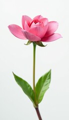 Flower stem with a small isolated bloom on white background, botany, petals