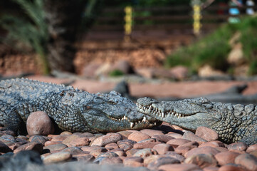 Obraz premium Crocodiles resting on pebbles in a serene setting in Morocco during daylight