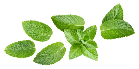 Mint leaf isolated on white background