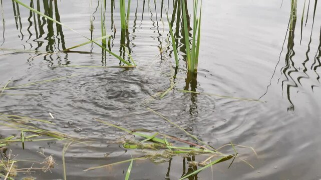 Lumps of water in a pond with plants.