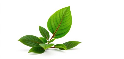 Obraz premium Single vibrant green plant, isolated on pure white, eco, sprout