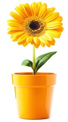 Obraz premium Yellow gerbera daisy in orange pot, white background, spring, nature, gardening, decoration
