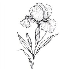 Obraz premium Delicate line art drawing of an iris flower, featuring intricate details of petals, stem, and leaves.