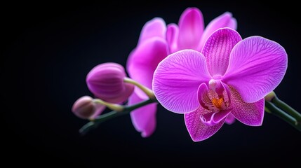 Fototapeta premium Stunning pink flower set against a black background highlighting its beauty and elegance