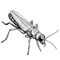 Gray Sketch of Insect Grasshopper with Detailed Wings. Isolated animal illustration. Transparent png