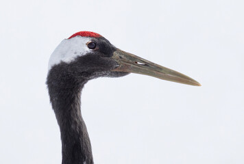 Red Crowned Crane