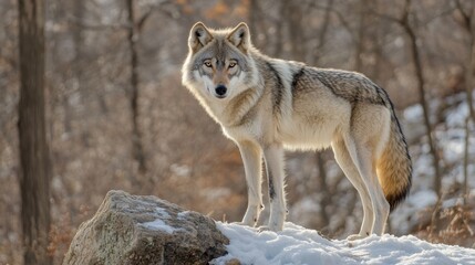 A lone wolf standing on a snowy hill, its breath visible in the cold air.