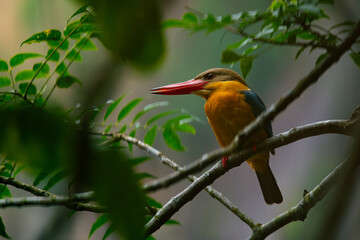 Stork-billed kingfisher (Pelargopsis capensis) perches quietly at Hindhede Quarry Lakeside, Singapore. With natural bokeh background