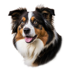 Fototapeta premium Brown and white dog portrait. Happy animal face with tongue out. Isolated png, transparent background.