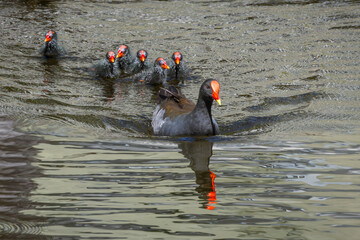 An adult dusky moorhen being followed by a gaggle of cute bald chicks who are desperate to be fed by the adult in a canal in Robina on the Gold Coast in Queensland, Australia. © Shirley and Johan