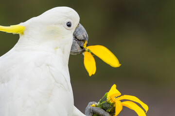 A Sulphur crested cockatoo holds a sunflower in its claw and happily eats the yellow petals in this...