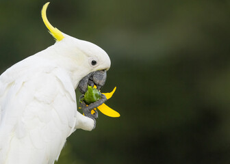 A Sulphur crested cockatoo holds a sunflower in its claw and happily eats the yellow petals and seeds in this close up against a blurred background on the Gold Coast in Queensland, Australia. © Shirley and Johan