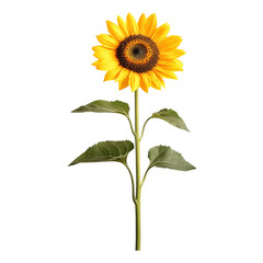 Fototapeta premium Bright and Cheerful Sunflower Blooming in Natural Light