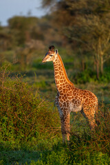 baby giraffe in the savannah, serengeti national park