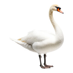 Fototapeta premium Elegant White Swan Standing Gracefully by the Water