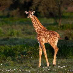 baby giraffe in the savannah, serengeti national park