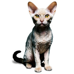 Sitting cat with curly fur and large ears looks forward. Isolated light color pet portrait with yellow eyes. Transparent png image.