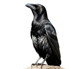 Fototapeta premium Black bird sitting on rock with transparent background, png, isolated. Dark bird with feathers looking upward.