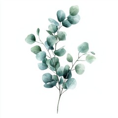 Obraz premium A delicate eucalyptus branch with soft green leaves, showcasing a minimalist and natural aesthetic against a white background.