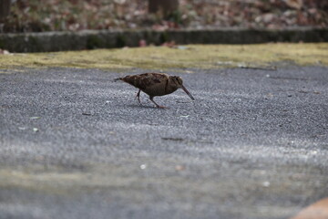Eurasian woodcock (Scolopax rusticola) is a medium-small wading bird found in temperate and subarctic Eurasia. This photo was taken in Japan.
