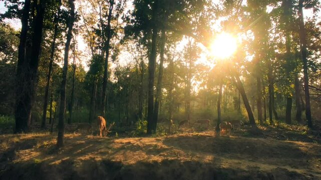 wide shot of Spotted deer or Chital family or cheetal axis axis herd grazing grass in grassland in natural scenic green background in golden hour