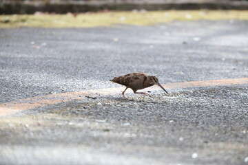 Eurasian woodcock (Scolopax rusticola) is a medium-small wading bird found in temperate and subarctic Eurasia. This photo was taken in Japan.