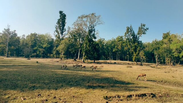 wide shot of Spotted deer or Chital family or cheetal axis axis herd grazing grass in grassland