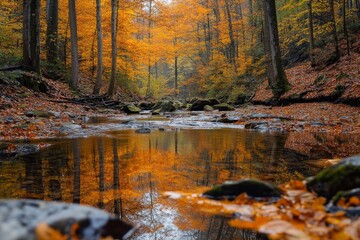 vibrant autumn forest, showcasing a clear stream reflecting orange and gold hues of the foliage