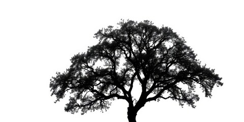 Single, majestic tree silhouetted against a bright white background, nature, image
