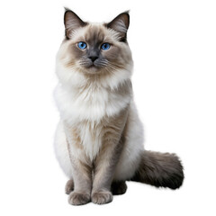 Obraz premium Sitting cat with blue eyes, fluffy fur. Calm pet looking forward. Isolated image on transparent background, png.