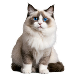 Sitting cat with blue eyes. Fluffy white and gray feline looks forward. Transparent png isolated.