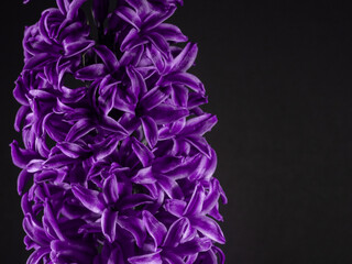 Close up of the top of a purple hyacinth flower,