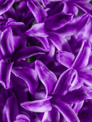 Close up of the top of a purple hyacinth flower,