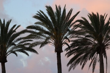 Palm Trees in Fuerteventura