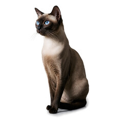 Brown cat with blue eyes is sitting and looking left, transparent png, isolated. Light shines on smooth fur of animal.