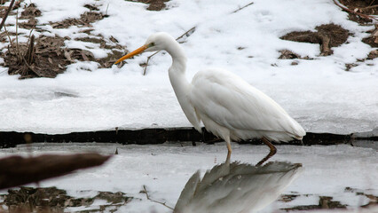 great white heron ardea cinerea