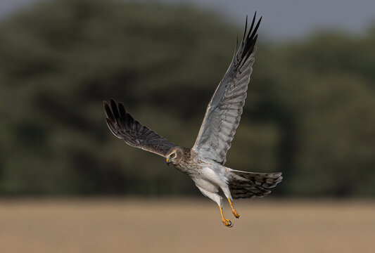 Pallied Harrier Male