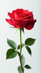 Single perfect rose, vibrant petals, pristine white backdrop, freshness, nature, celebration